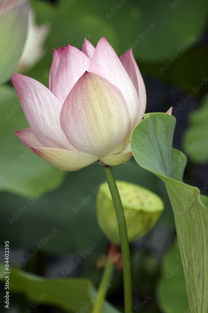 Lotus