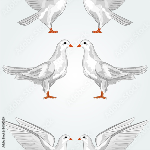 White dove pigeon vector