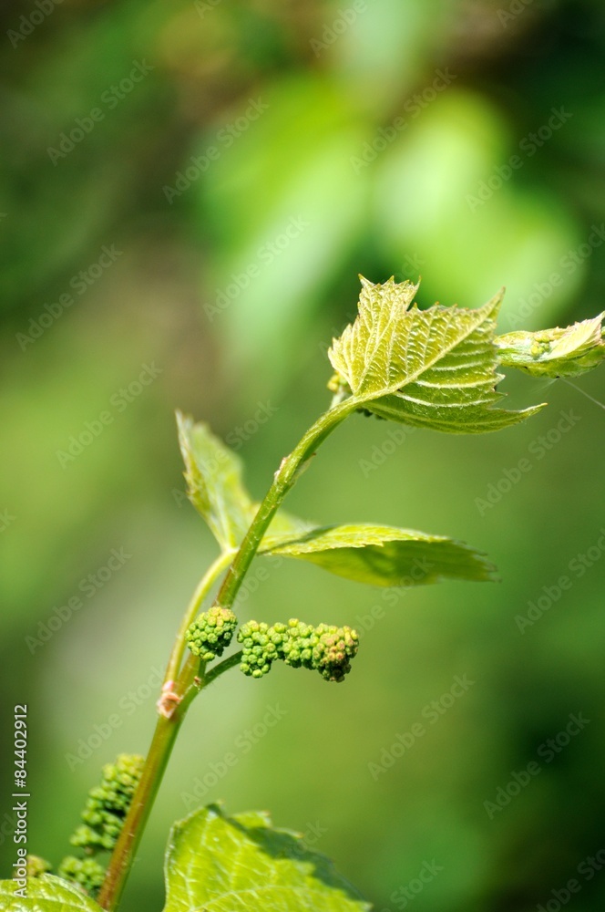 Grape vine in bloom Grape vine in bloom