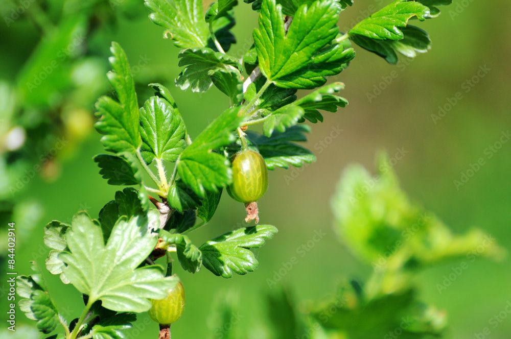 Fototapeta premium Fresh Green Gooseberries On A Branch Of Gooseberry Bush