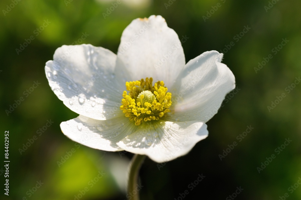 White anemone with dew drops on petals closeup White anemone with dew drops on petals closeup