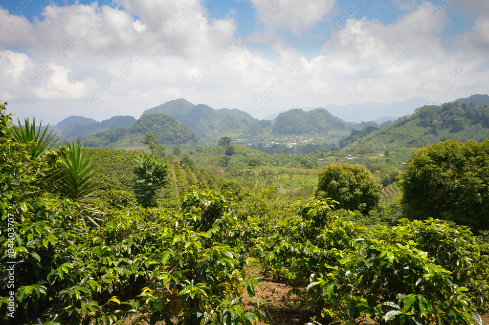 Coffee plantations in the highlands of western Honduras. Central America
