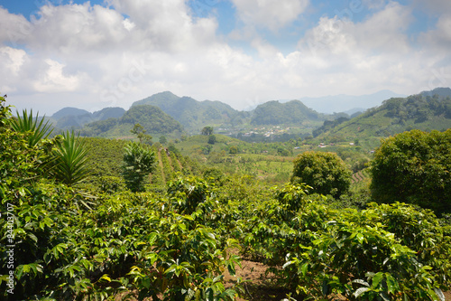 Coffee plantations in the highlands of western Honduras. Central America