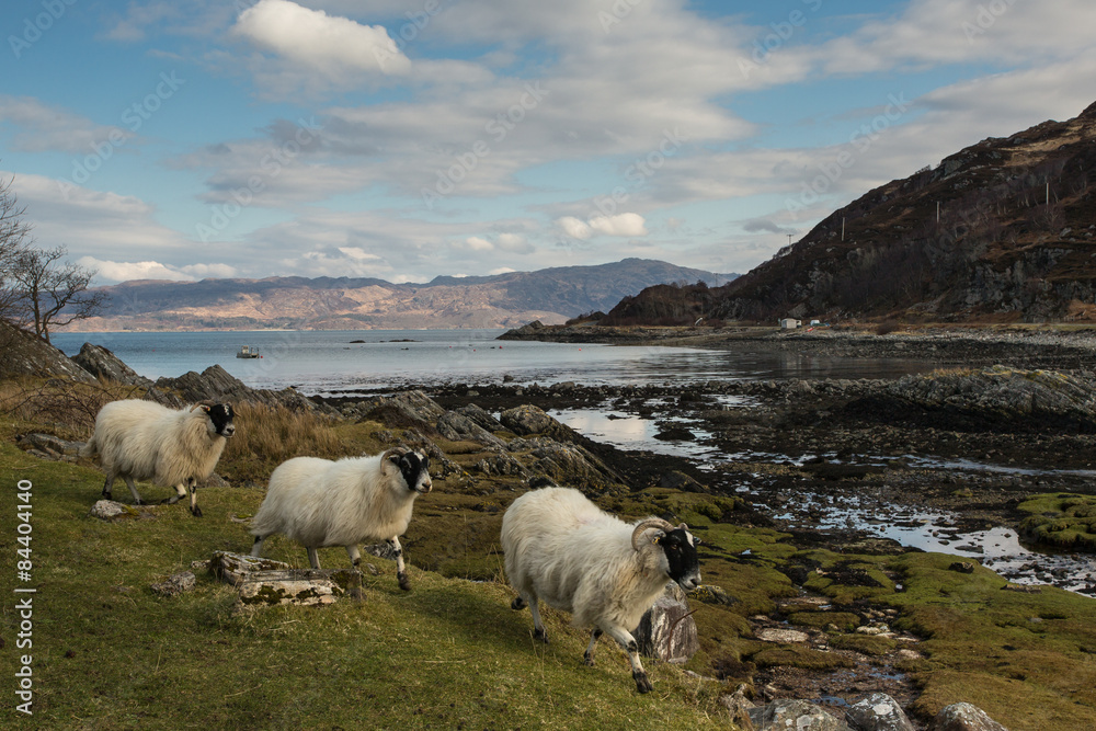 Obraz premium The seaweed covered shoreline at Glenuig, Scotland overlooking the Sound of Arisaig with three sheep in the foreground