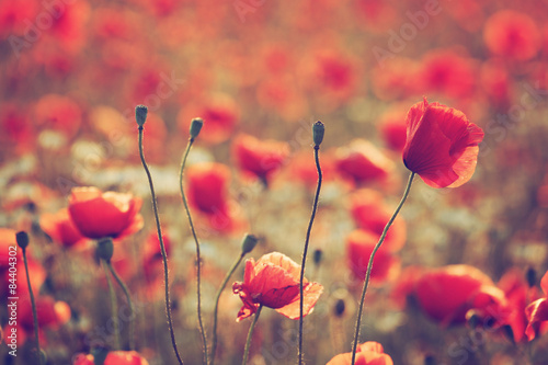 Fototapeta Naklejka Na Ścianę i Meble -  Poppy field