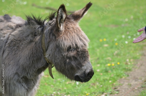 donkey in meadow © lembrechtsjonas