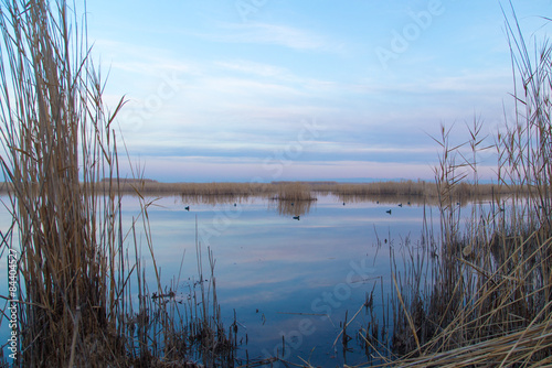 Fototapeta Naklejka Na Ścianę i Meble -  a lake with reeds at dawn in the autumn