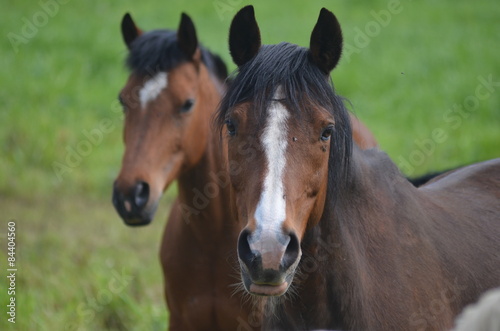 Fototapeta Naklejka Na Ścianę i Meble -  horses in meadow