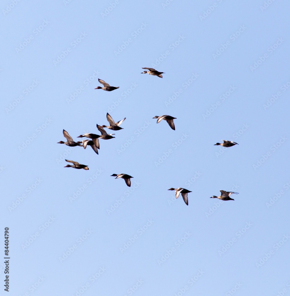 Fototapeta premium flock of birds in the sky