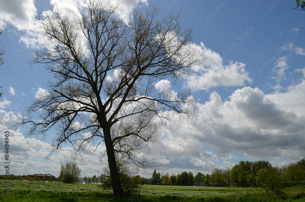 lonely tree in meadow