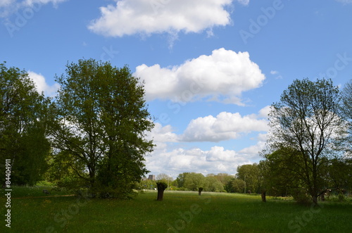 trees in countryside meadow © lembrechtsjonas