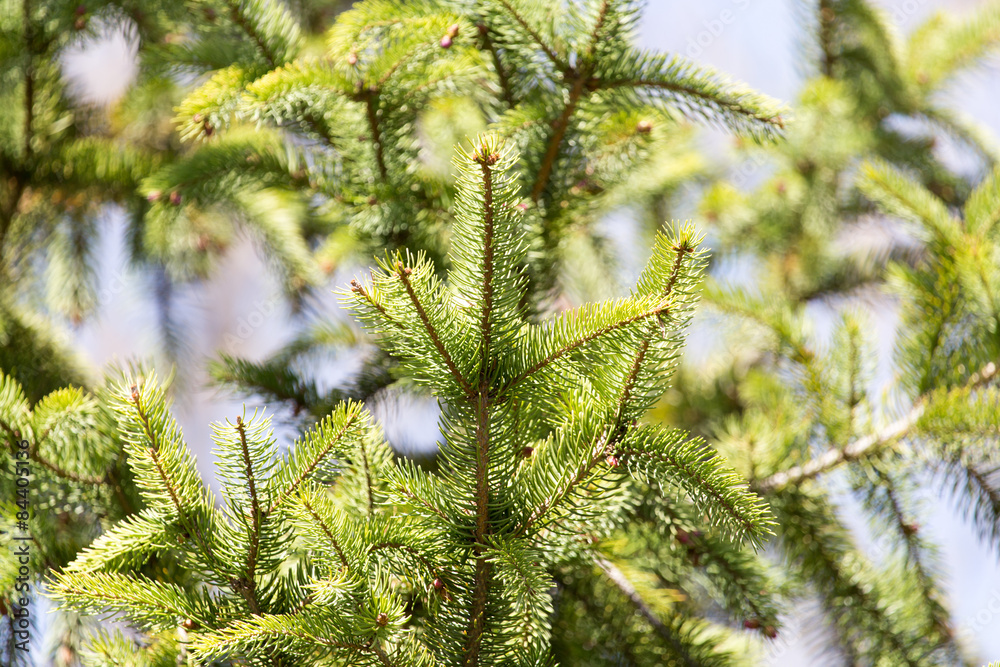 spruce branch on the nature spruce branch on the nature