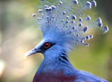Victoria Crowned Pigeon (Goura Victoria)