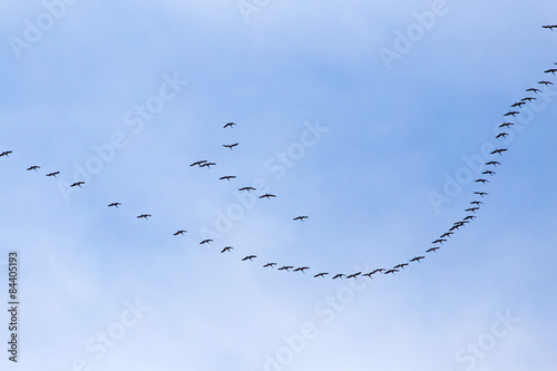 a flock of swans on the blue sky