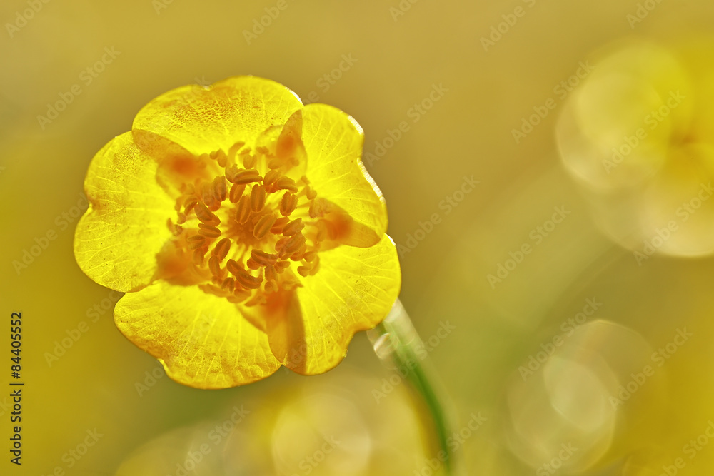 Obraz premium Buttercup