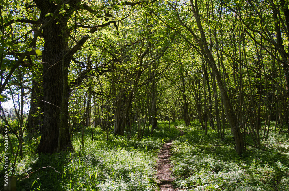 Footpath in a green forest Footpath in a green forest