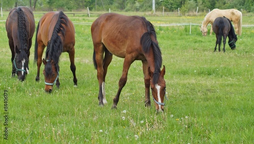 Horses on a farm in a spring meadow