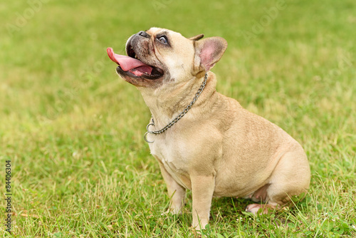 Closeup photo of a happy french bulldog