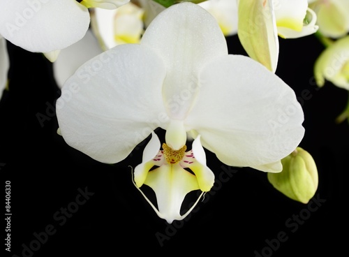 White orchid