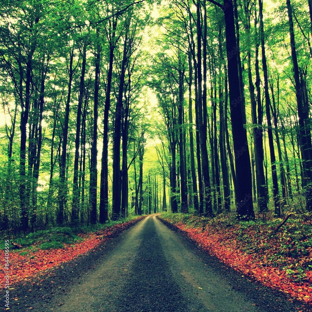 Obraz premium Path bellow beech trees. Spring afternoon after rainy day. 