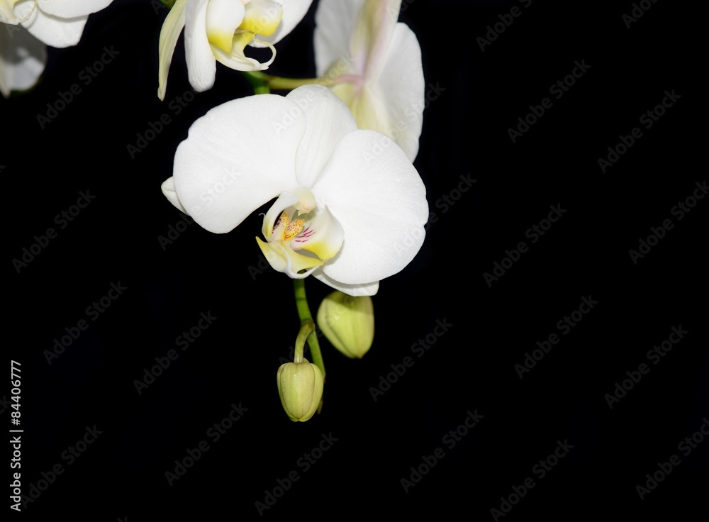 Fototapeta premium Beautiful white Orchid isolated on black background