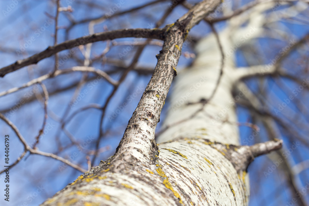 Fototapeta premium bare tree branches against the blue sky