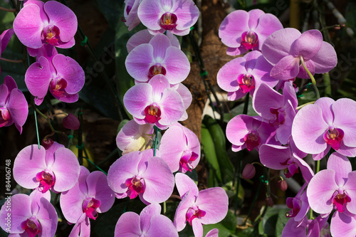 beautiful pink orchid flower in garden