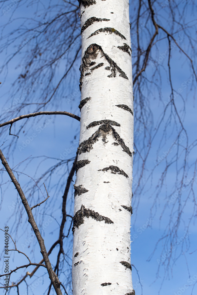 trunk of a birch against the blue sky