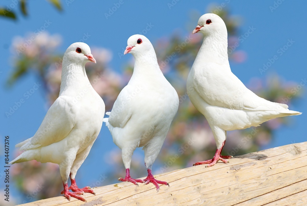 Fototapeta premium Three white pigeon on flowering background