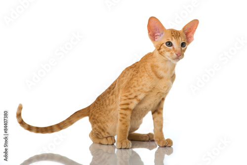 Fototapeta Naklejka Na Ścianę i Meble -  Orientalisch Kurzhaar Kätzchen