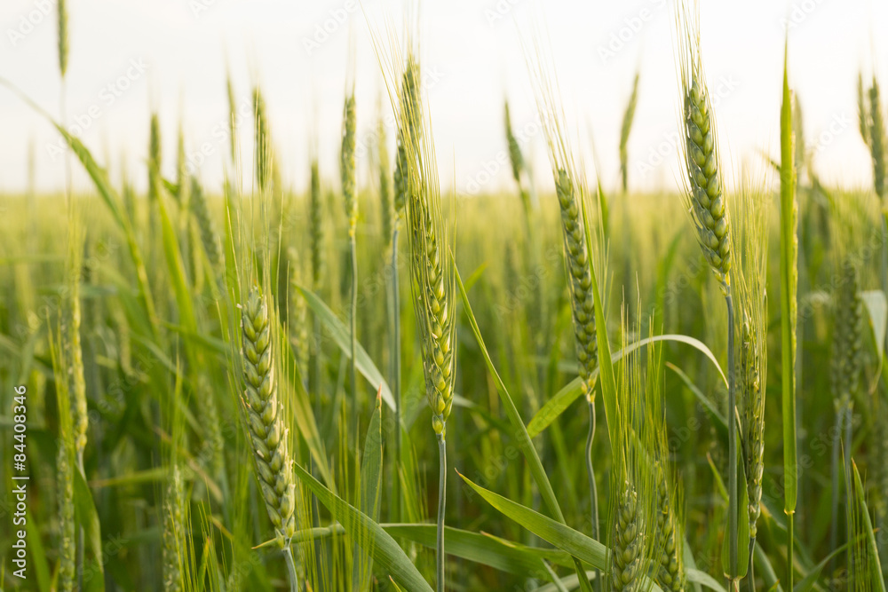Green wheat close up Green wheat close up