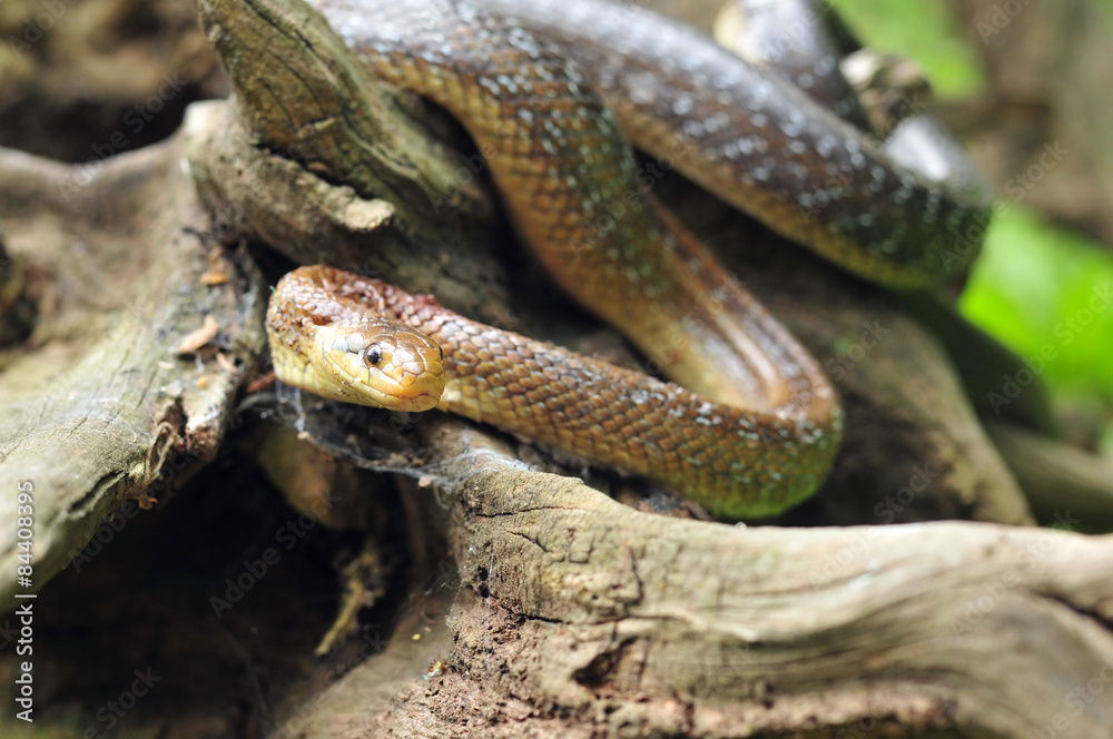 Fototapeta premium Aesculapian snake
