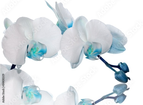Fototapeta Naklejka Na Ścianę i Meble -  Turquoise orchid