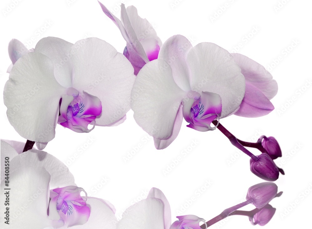 Fototapeta premium Fioletowa orchidea