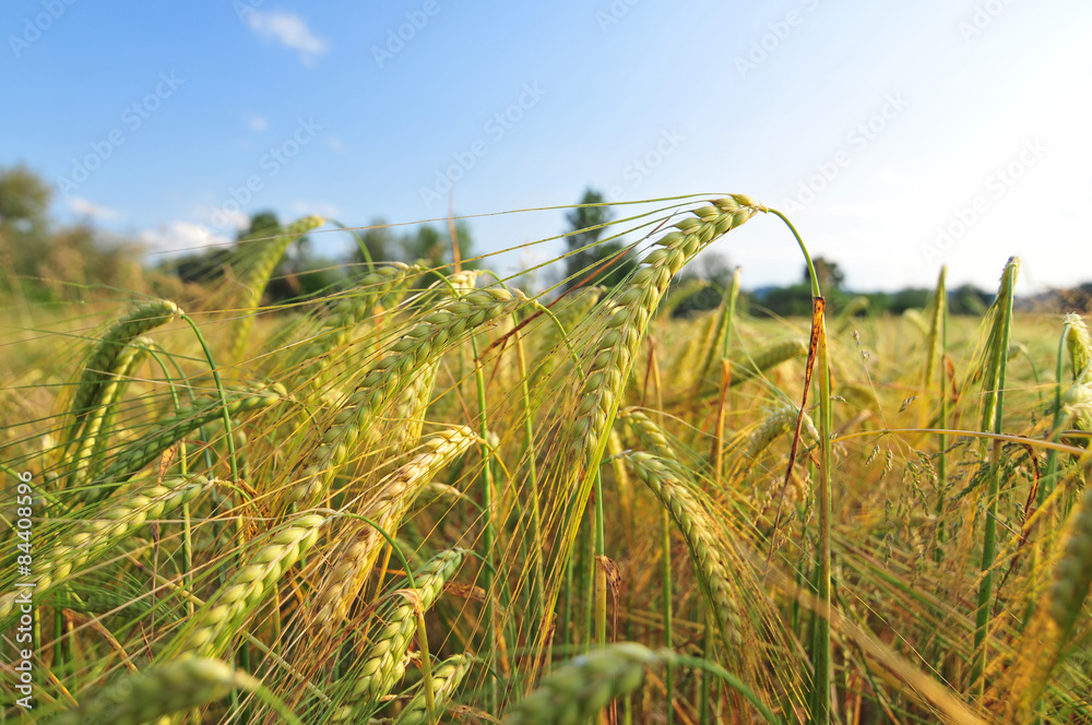 Field of barley - obrazy, fototapety, plakaty 