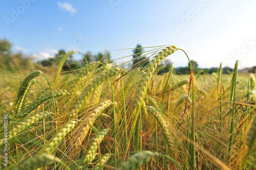 Print op canvas Field of barley