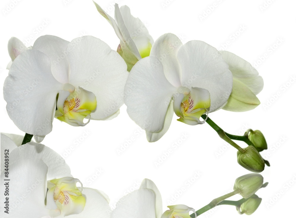 Naklejka premium White orchid