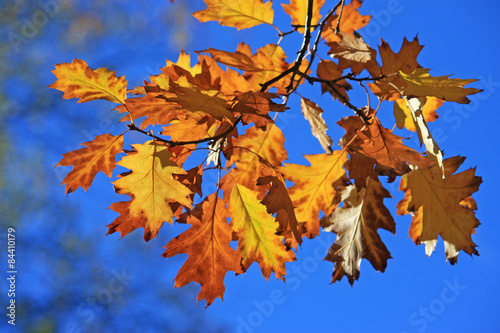 Oak leaves in autumn