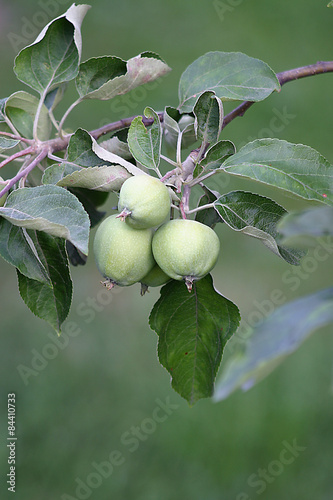 Jabłka - owoce jabłoni