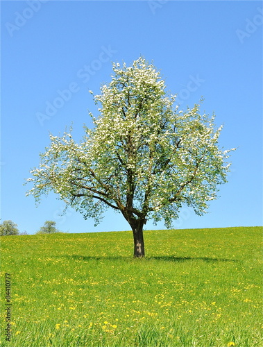Blühender Birnbaum auf Blumenwiese