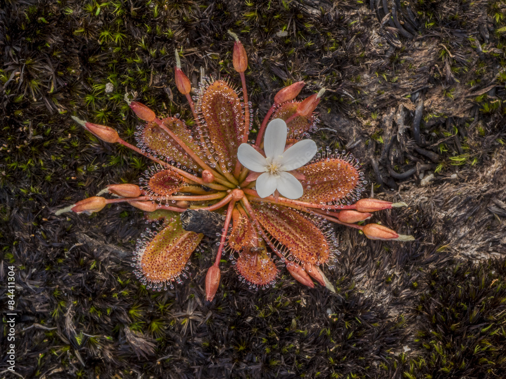 A sundew, drosera sp, a carnivorous plant in flower, showing the typical rosette of leaves covered with sticky mucus used to capture and digest insects, plus a rosette of spent flowers. A sundew, drosera sp, a carnivorous plant in flower, showing the typical rosette of leaves covered with sticky mucus used to capture and digest insects, plus a rosette of spent flowers.