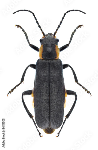 Beetle Cantharis obscura