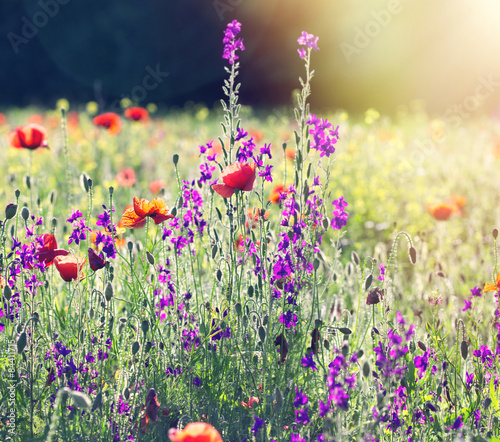 Fototapeta Naklejka Na Ścianę i Meble -  Poppy flowers in meadow 