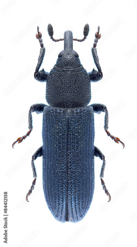 Beetle Mecinus janthinus Beetle Mecinus janthinus
