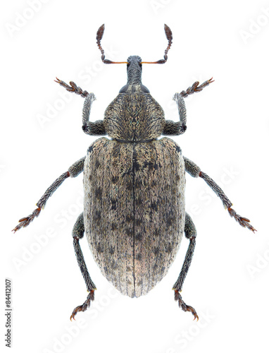 Beetle Hypera viciae