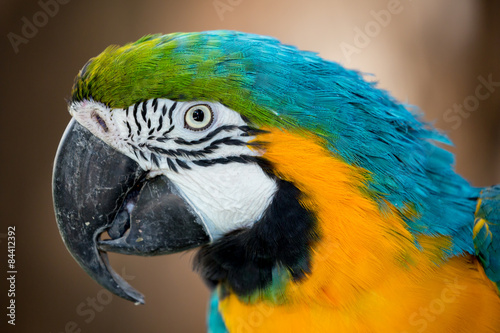 Pretty Macaw Parrot Portrait