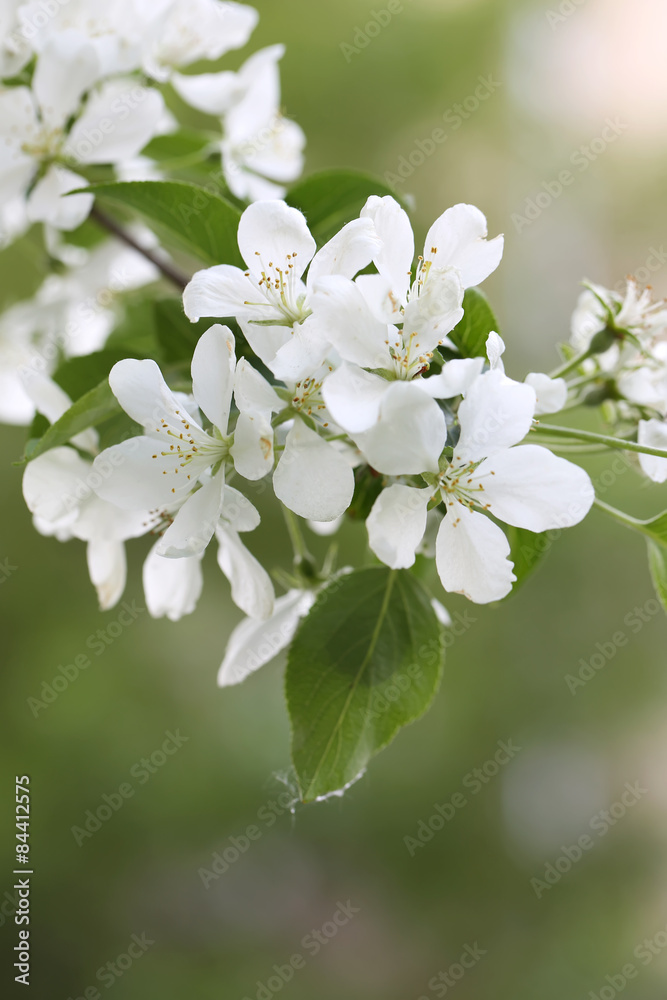 blossoming apple tree branch selective focus soft blur toned photo spring flower blossoming apple tree branch selective focus soft blur toned photo spring flower