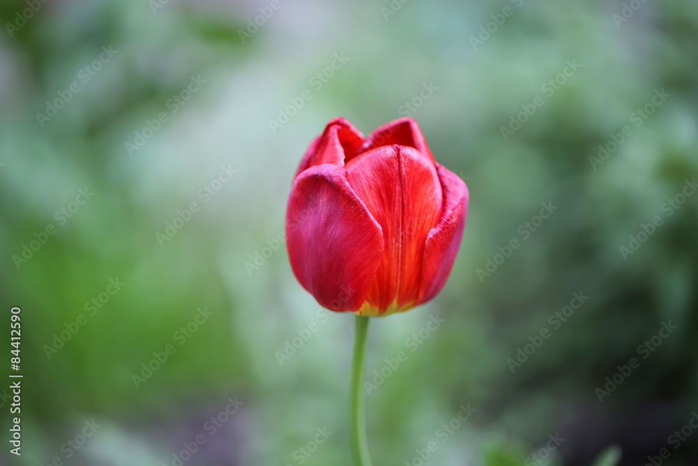 tulip in the garden head softly blurred selective focus toned photo spring flower tulip in the garden head softly blurred selective focus toned photo spring flower