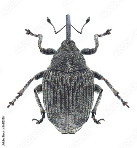 Beetle Ceutorhynchus napi
