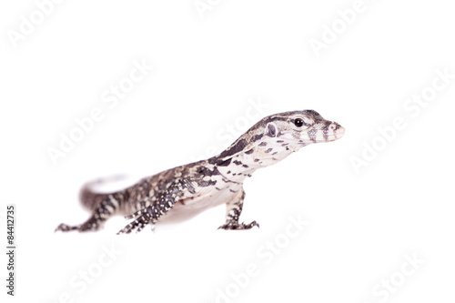 Timor Monitor Lizard, Varanus timorensis, on white © Farinoza